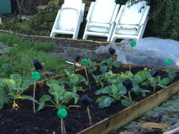 Planted with brassicas